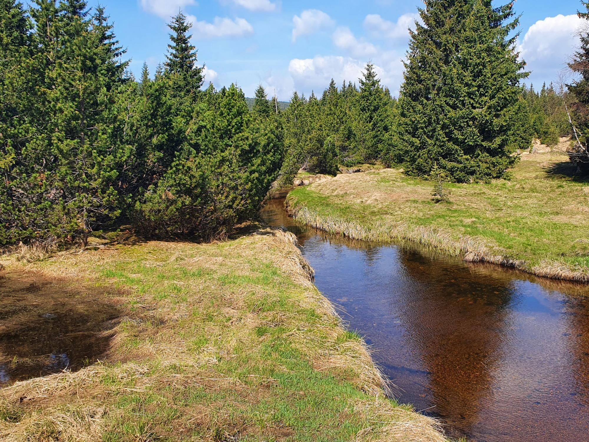 Paesaggio naturale con un fiume, fitti alberi di conifere e sponde erbose.