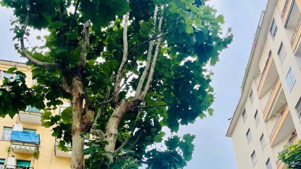 A multi-story building with balconies, a tree in the foreground, and a street with parked cars. - Walking distance from Vomero, metro within walking distance in area full of clubs.  (Napoli)