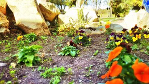 Un jardin où poussent différentes plantes et fleurs, dont des variétés aux couleurs jaune, violette et orange, le tout entouré de gros rochers et d’une souche d’arbre.
