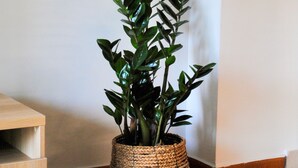 A corner of a room with a wooden floor, a woven basket planter with a tall plant, and a wooden bench. - GPK Lux 2BR | 7 min walking to Acropolis (Athina)