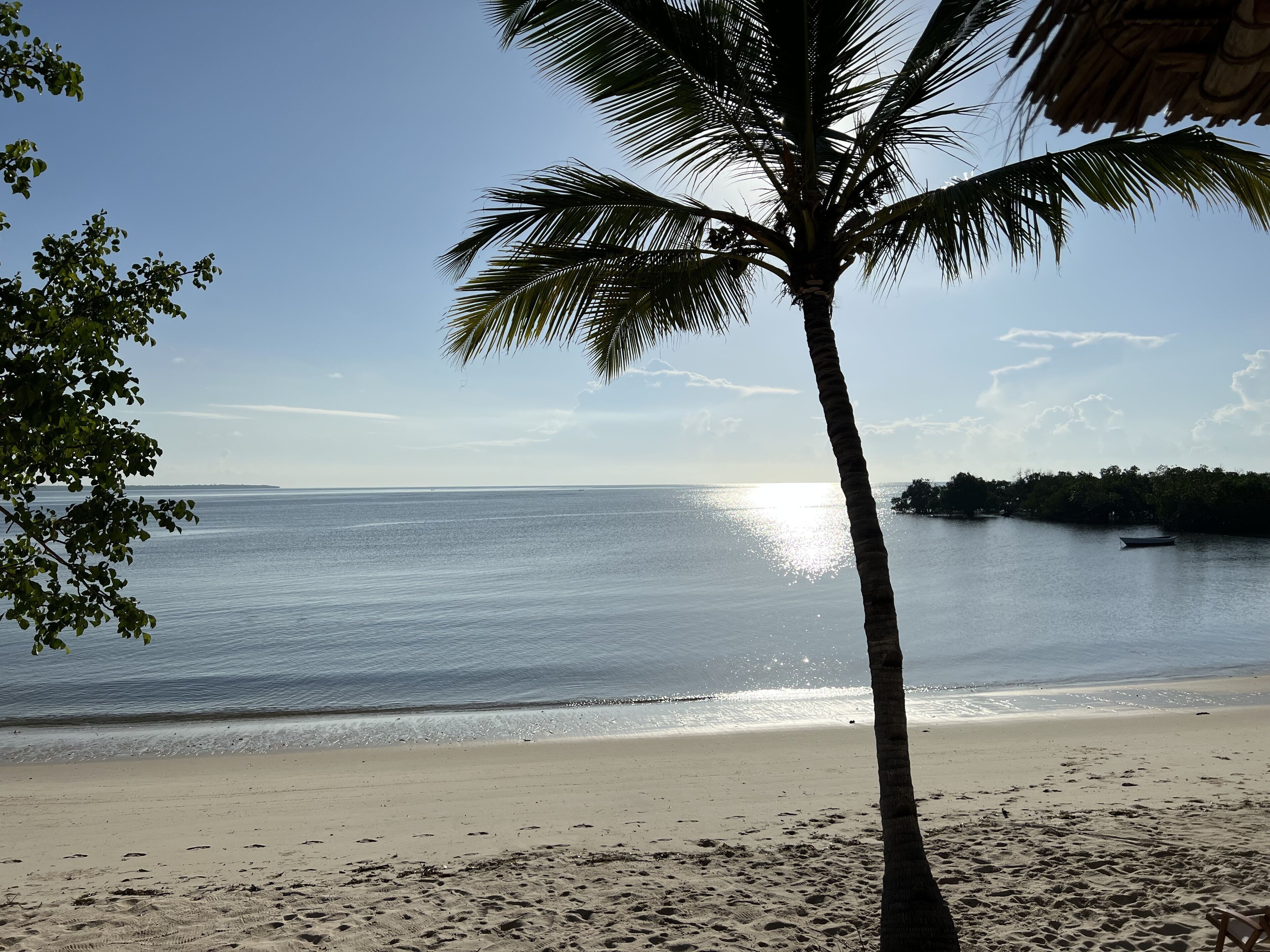 A beach with a palm tree, calm water, and a distant shoreline.
