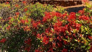 Un jardin avec des fleurs rouges, des palmiers et un mur de pierre.