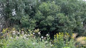 Un jardin agrémenté de diverses plantes et fleurs, notamment des variétés aux couleurs violettes et jaunes, ainsi qu’un chemin bordé de briques.