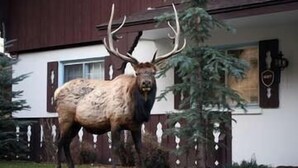 Une grande statue d’élan se trouve devant une maison entourée d’une clôture en piquets.
