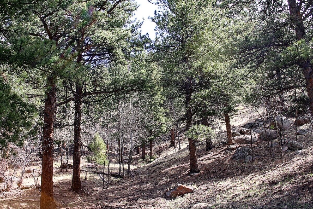 A forested area with pine trees and rocky terrain.