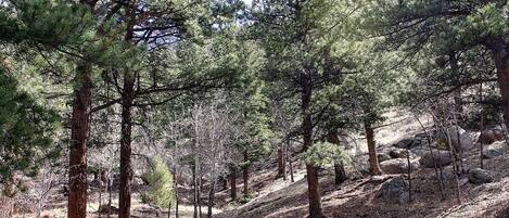 A forested area with pine trees and rocky terrain.