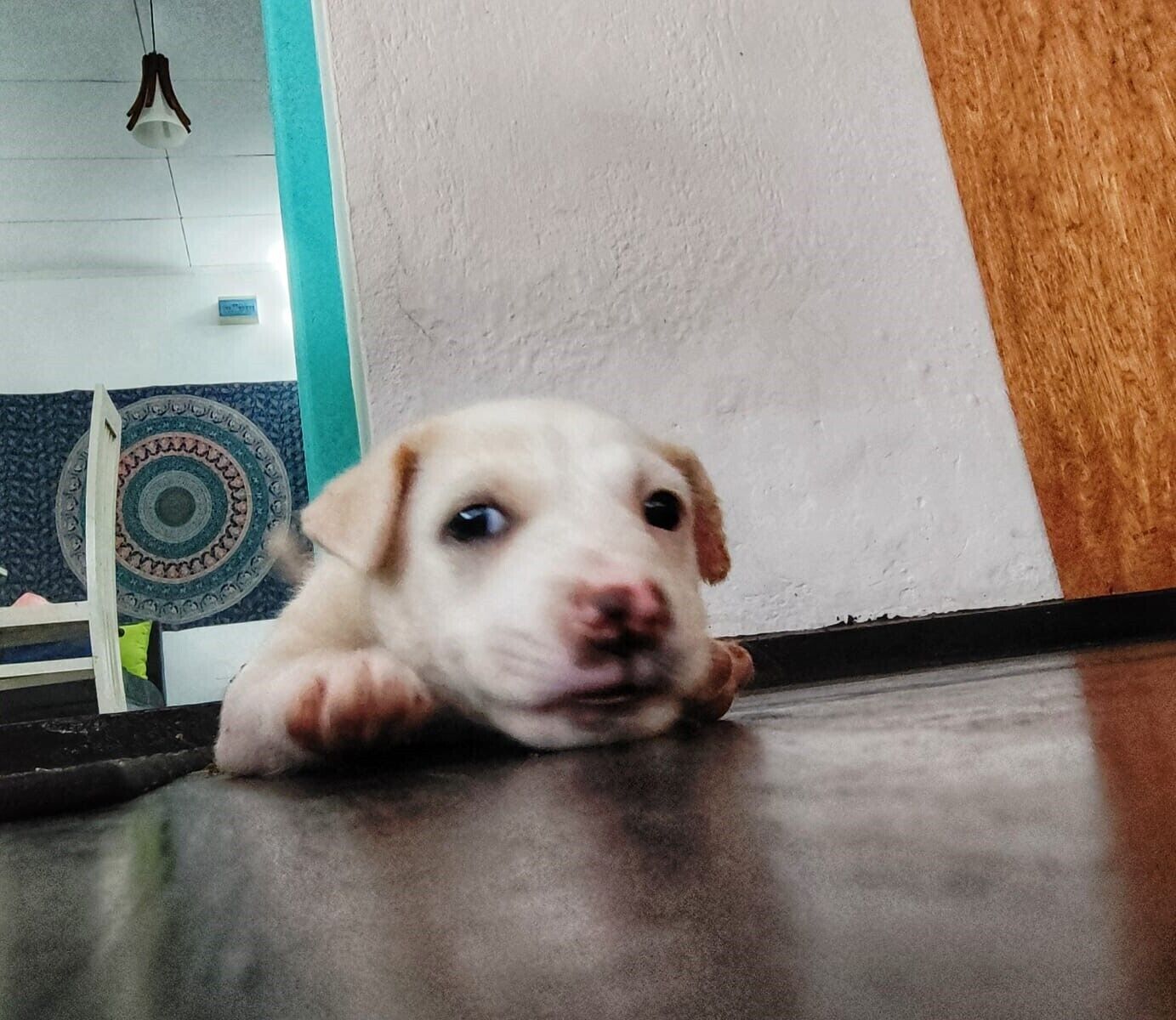 Un cucciolo sdraiato su un pavimento di legno, con una parete bianca e un tappetino blu decorato sullo sfondo.