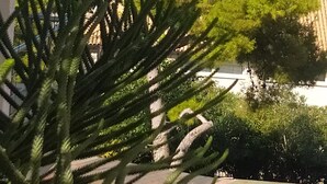 Vista d'una zona costanera amb cel blau, un cos d'aigua i un arbre al primer pla.