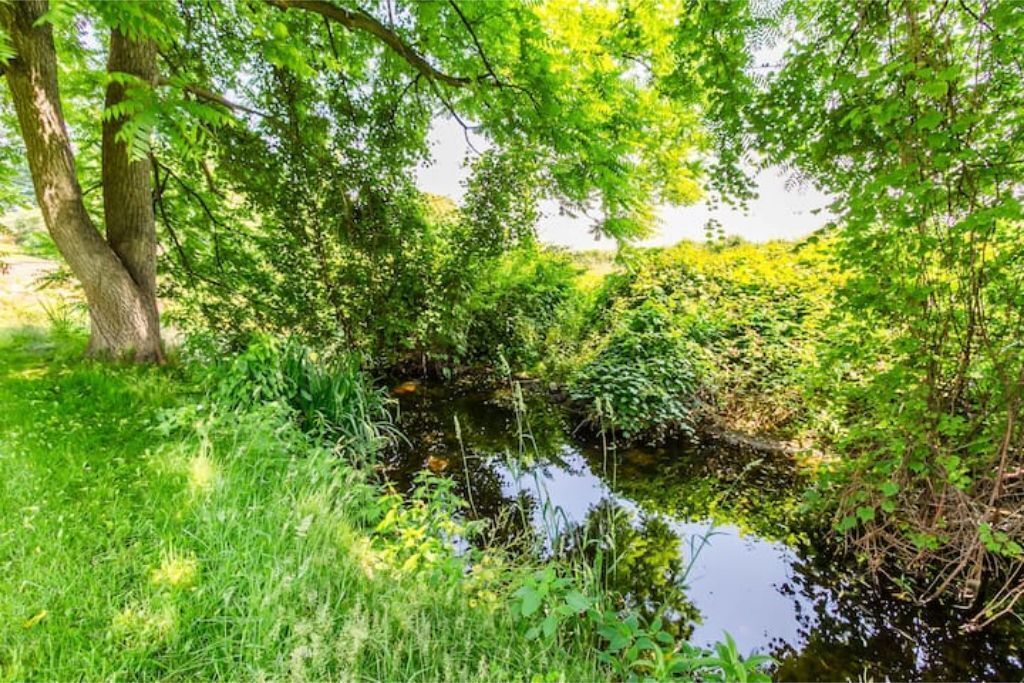 A serene natural landscape with a pond surrounded by lush greenery and trees.