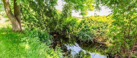 A serene natural landscape with a pond surrounded by lush greenery and trees.