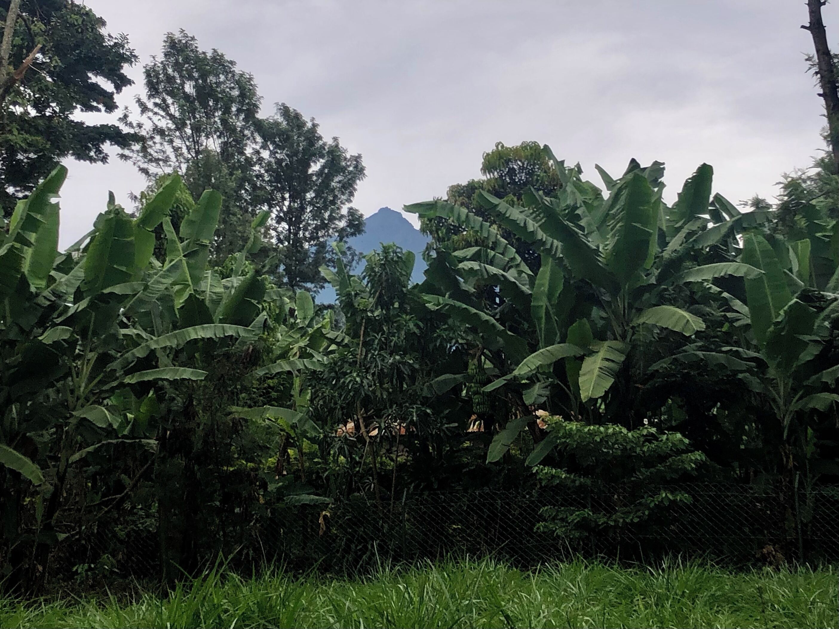A lush green landscape with banana plants and a mountain in the background.