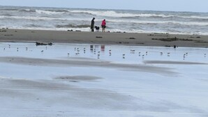 Une plage avec des vagues, des oiseaux et deux personnes qui se promènent.