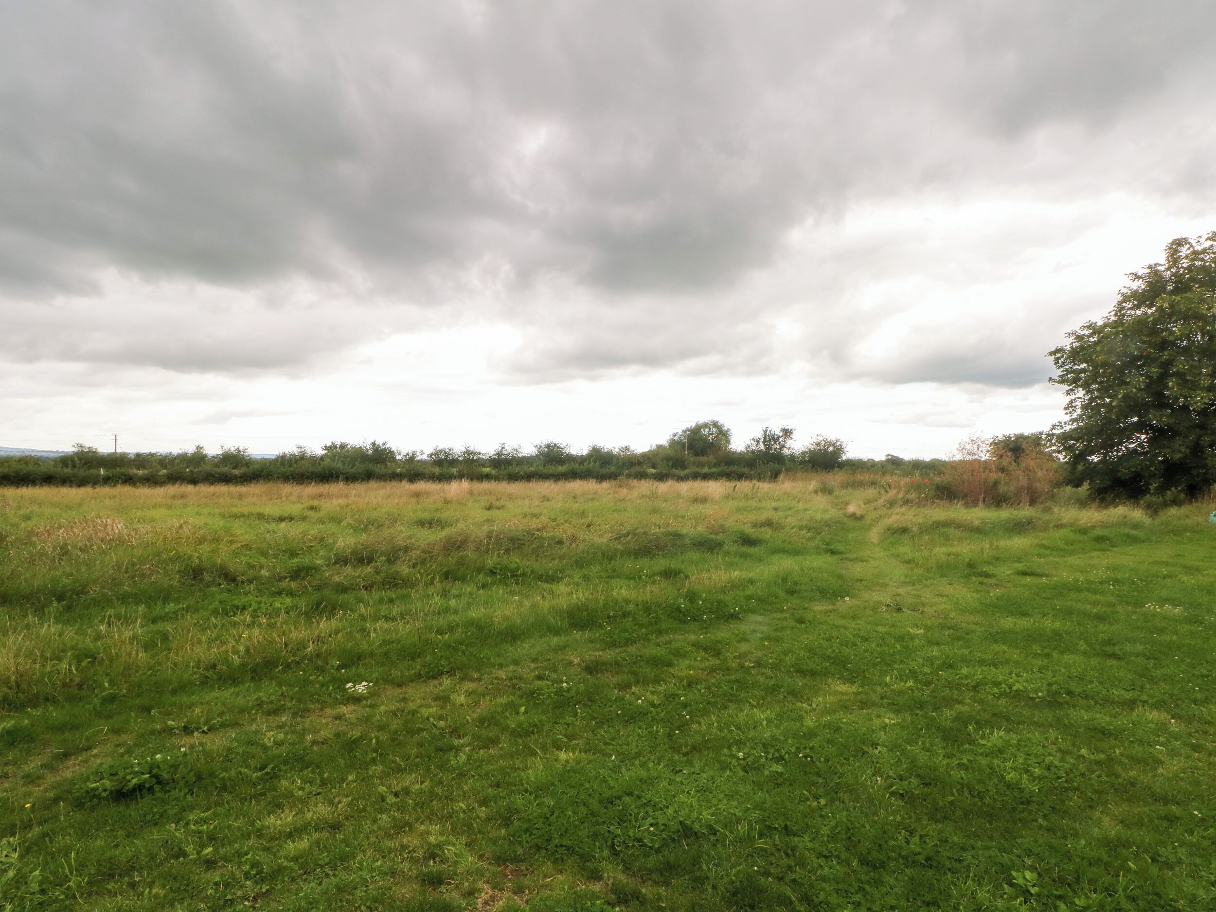 A grassy field with a tree on the right and a cloudy sky.