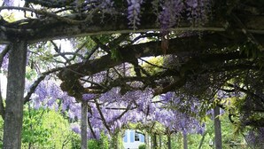 A pathway lined with purple flowering trees and a building in the distance.
