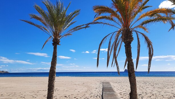 A wooden boardwalk leading to a beach with two palm trees. - CALA ALTA sunrise apartments (Benidorm)