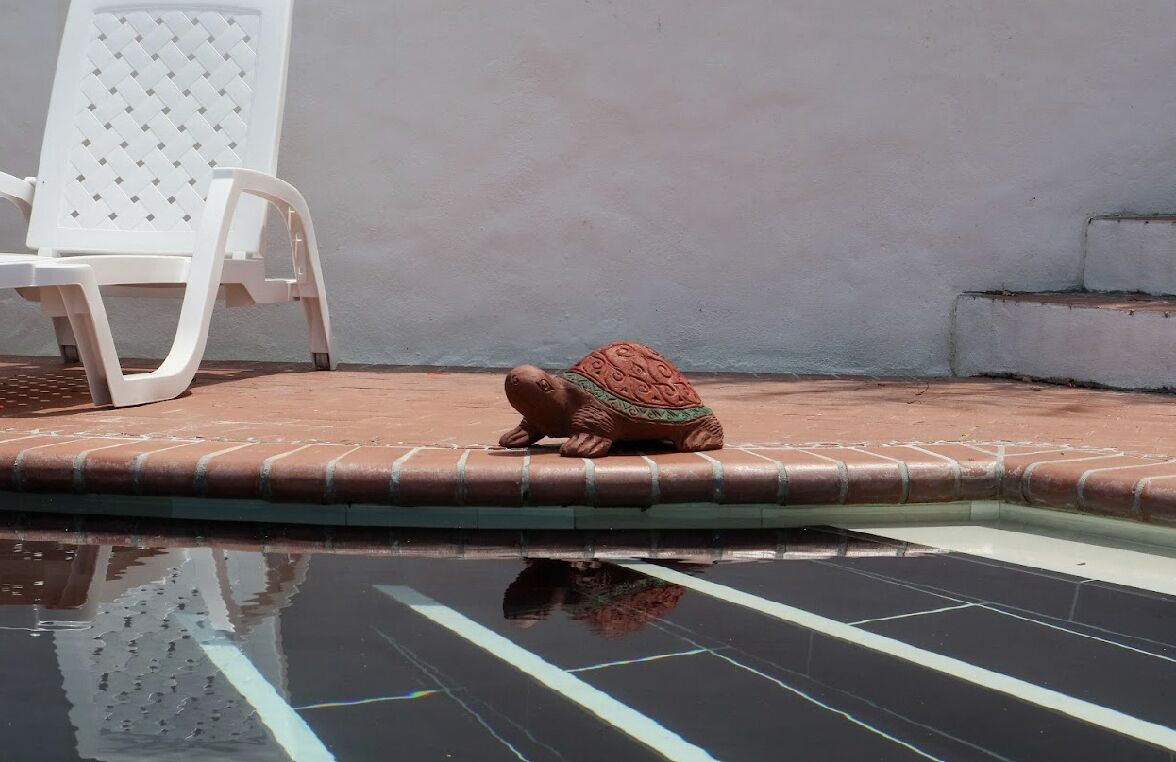 Un espace piscine avec une chaise en plastique blanche et une statue de tortue décorative.