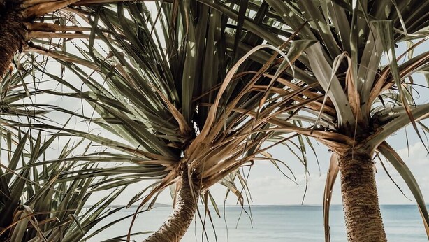 Una playa con palmeras y una orilla arenosa.