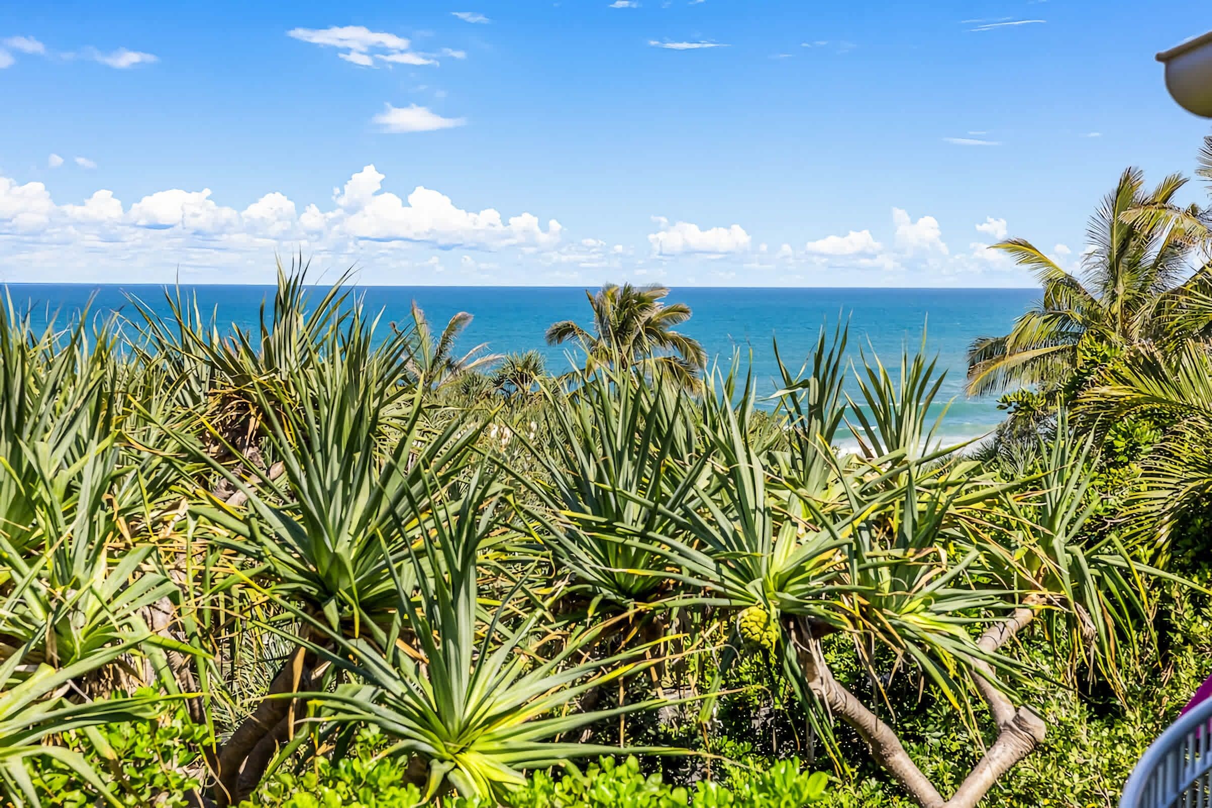 A tropical garden with a view of the ocean.