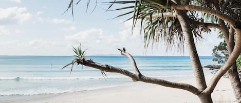 Praia com palmeira e vista para o oceano.