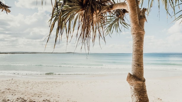 A beach with a palm tree, clear sky, and calm sea. - The Boat House Luxury Beachside with Heated pool (Noosa)