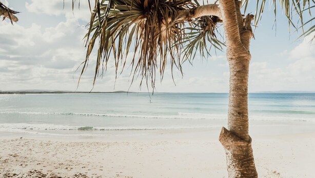 A beach with a palm tree, clear sky, and calm sea. - Heart of Sunshine Spacious Apt Pool and Garden (Noosa)