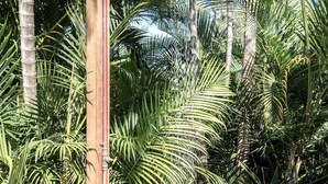 Une terrasse en bois dotée d’une douche, entourée de palmiers luxuriants.