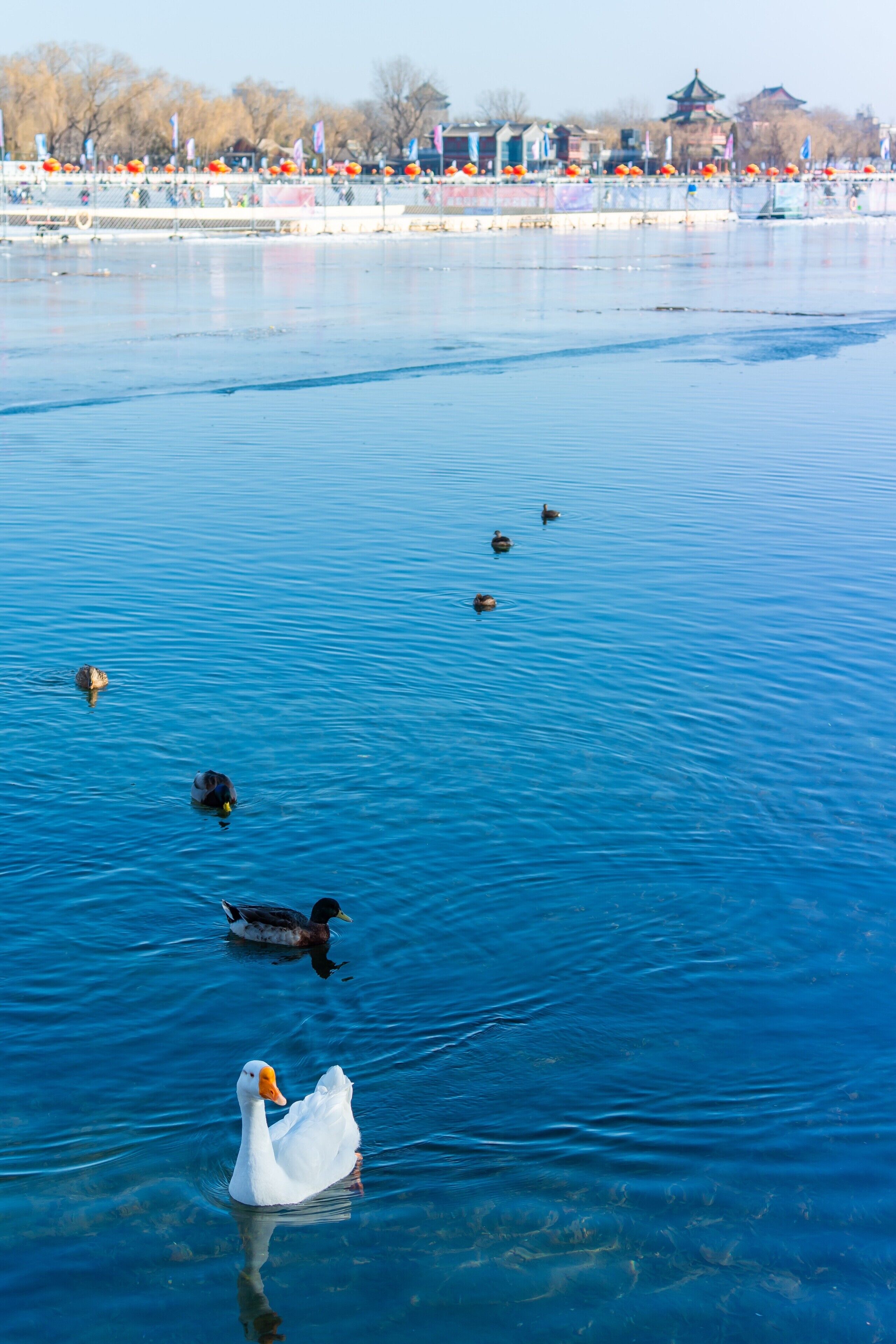 A serene body of water with ducks and a swan, surrounded by a calm, clear sky.