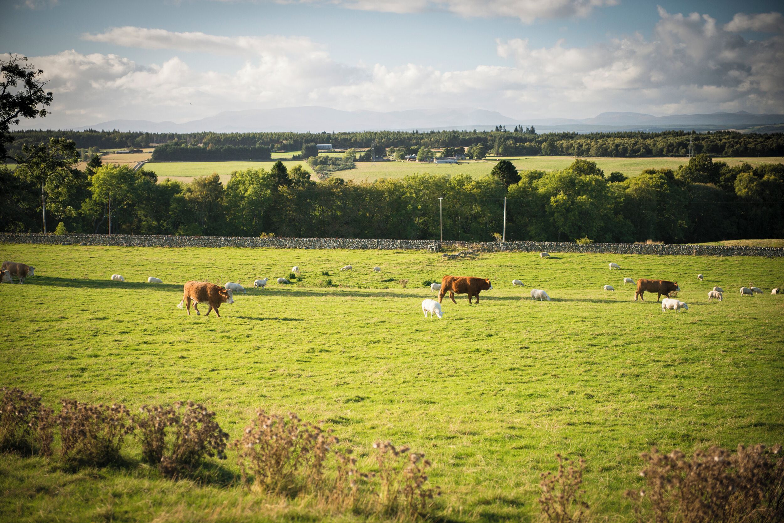A green field with cows grazing.