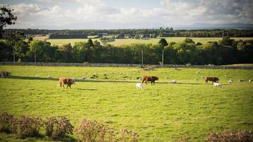 A green field with cows grazing.