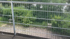 A metal railing overlooking a dense forest. - Immensee II Apartment with lake view and located at the forest edge (Ronshausen)
