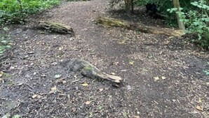 Une zone boisée avec un sentier de terre qui traverse une forêt dense.