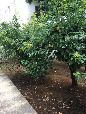 Villa, 3 Schlafzimmer, barrierefrei, Raucher | Garten