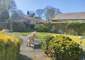 A dog standing on a paved path in a residential area with stone houses, greenery, and a clear sky.