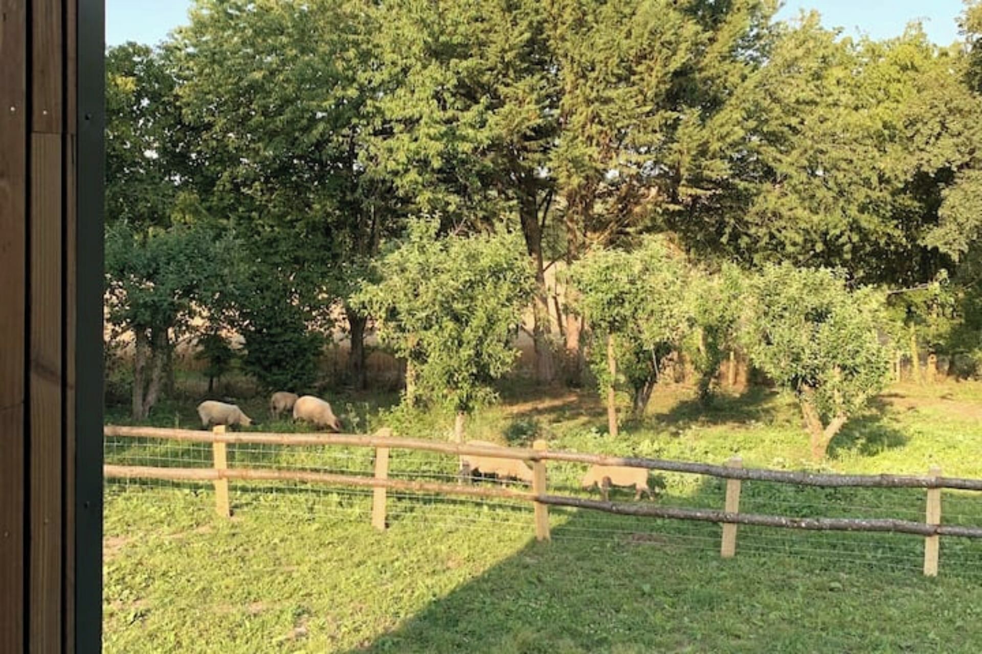 Un'area esterna recintata con alberi e un prato.