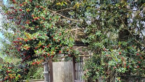 A wooden pergola with a bench, surrounded by dense foliage and flowering shrubs. - Something for everyone! Walk to beach/restaurant/parks/
shopping/entertainment (Nags Head)