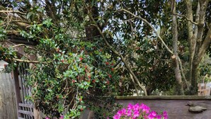 A garden with vibrant pink flowers and a wooden bench. - Something for everyone! Walk to beach/restaurant/parks/
shopping/entertainment (Nags Head)