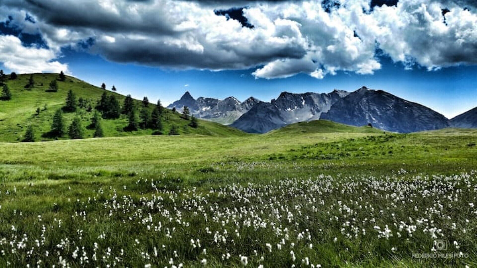 Eine Berglandschaft mit einem Feld weißer Blumen im Vordergrund und einer Bergkette im Hintergrund.