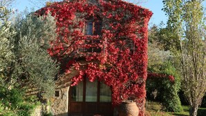 A stone building with a wooden door and windows, surrounded by greenery and trees. - La Vignaccia the Old Barn - Villa W Private Pool (Pergine Valdarno)