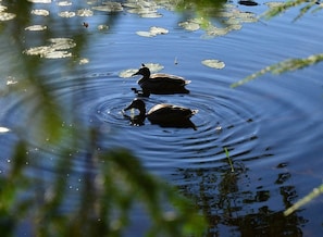 A pond with ducks and lily pads. - A Private Romantic Waterfront Cabin with hot tub for two (Saranac Lake)