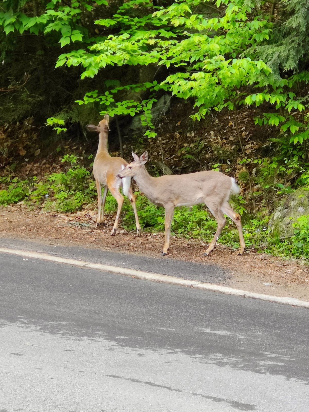 Two deer near a road with dense green foliage in the background.