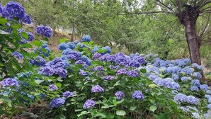 Un giardino con arbusti di ortensie in tonalità di blu e viola.