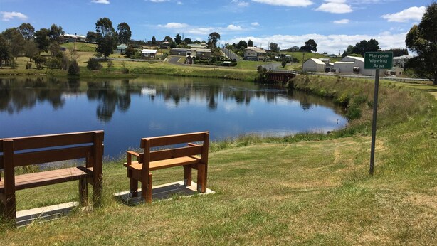 A serene lakeside setting with a wooden bench and a sign indicating the Platypus Viewing Area.