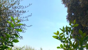 Un jacuzzi rodeado de exuberante vegetación y un cielo despejado.