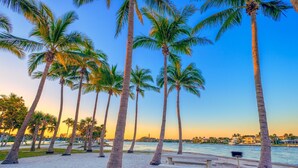 Ein Strand mit Palmen und einer Bank.