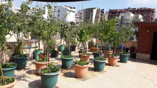 Jardí al terrat amb plantes en testos i vistes als edificis de l'entorn.