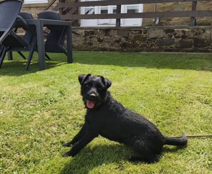 Ein schwarzer Hund sitzt auf Gras, im Hintergrund eine Steinmauer und Stühle.