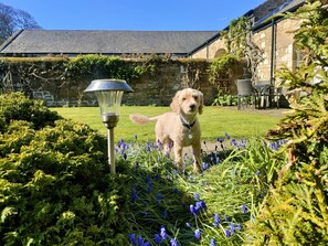A dog in a garden with a stone building in the background.