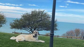 A dog lying on grass near a lamp post by a body of water.