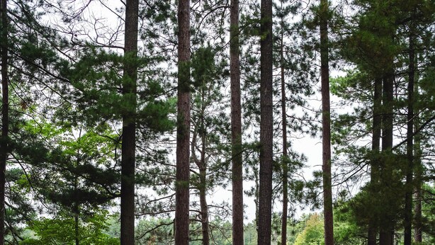 Ein Campingplatz mit zwei Holzbänken und einer Feuerstelle, umgeben von hohen Bäumen und einem ruhigen See.