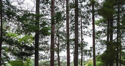 Pet Friendly, Lake Fun! Dragonfly Trail Retreat